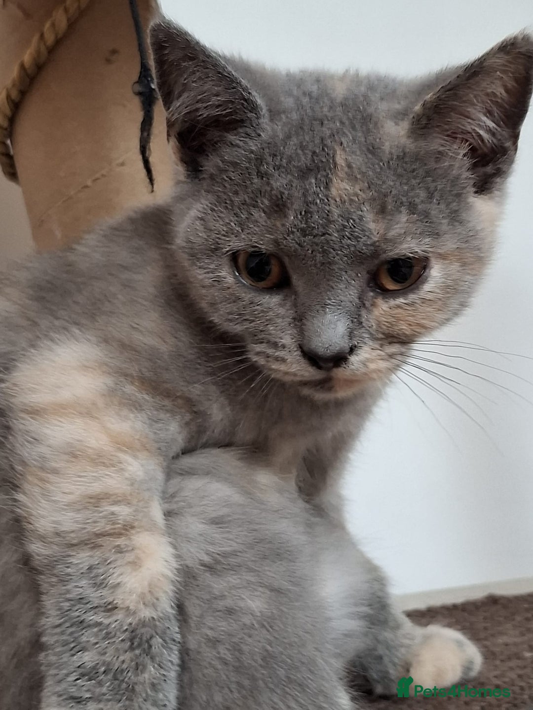 British Shorthair cats for sale: 5 BSH kittens available - Image 2