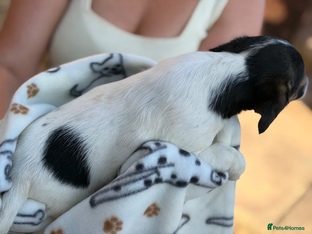 Jack Russell dogs for sale: Litter of 6 Puppies Ready for Their Forever Homes in Gloucester - Advert 13