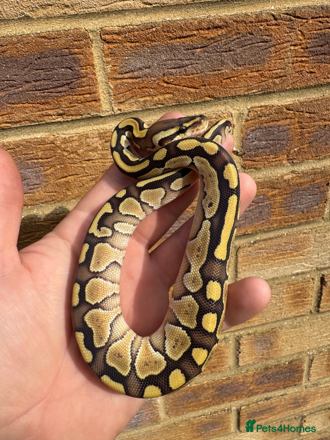 Python Snake reptiles for sale: Ball python hatchlings  - Advert 5
