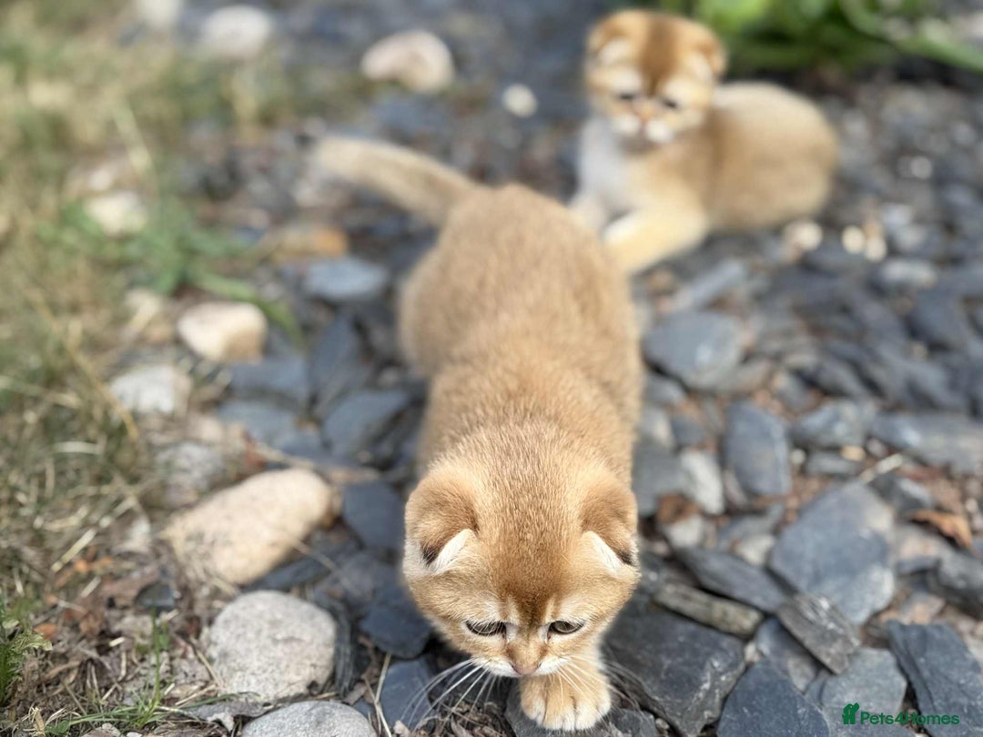 Scottish Fold cats for sale: 1male  1 female READY TO COLLECT - Image 19