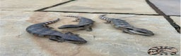 Skink reptiles for sale: Australian Eastern Blue Tongue Skink babies - Advert 2