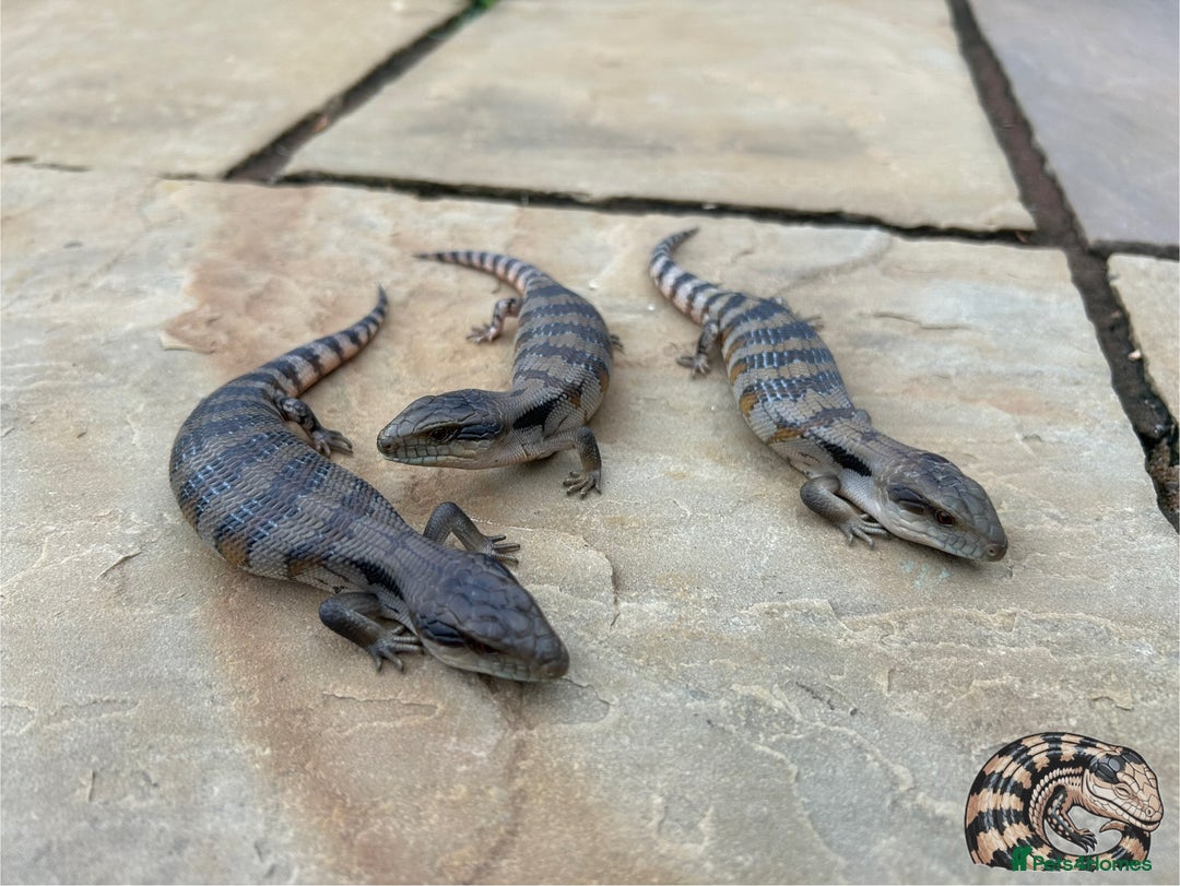 Skink reptiles for sale: Australian Eastern Blue Tongue Skink babies - Image 2