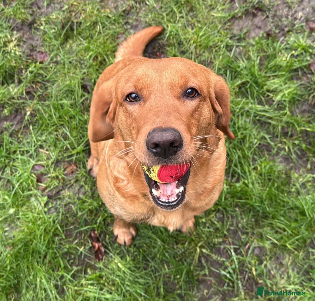 Goldador dogs for sale: BORN FROM HIP, ELBOW AND DNA PERFECT PARENTS - Advert 9