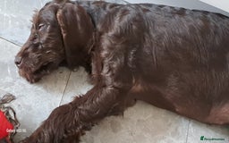 Mixed Breed dogs for sale: Poodle/pointer puppies in Cumnock - Image 2