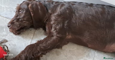 Mixed Breed dogs in Cumnock - Advert 5