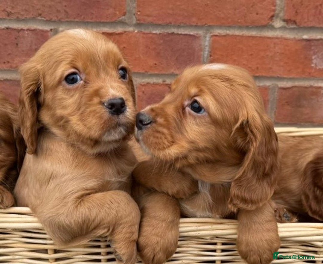 Cocker Spaniel dogs for sale: KC Reg & Health Tested Working Cocker Spaniels - Advert 9