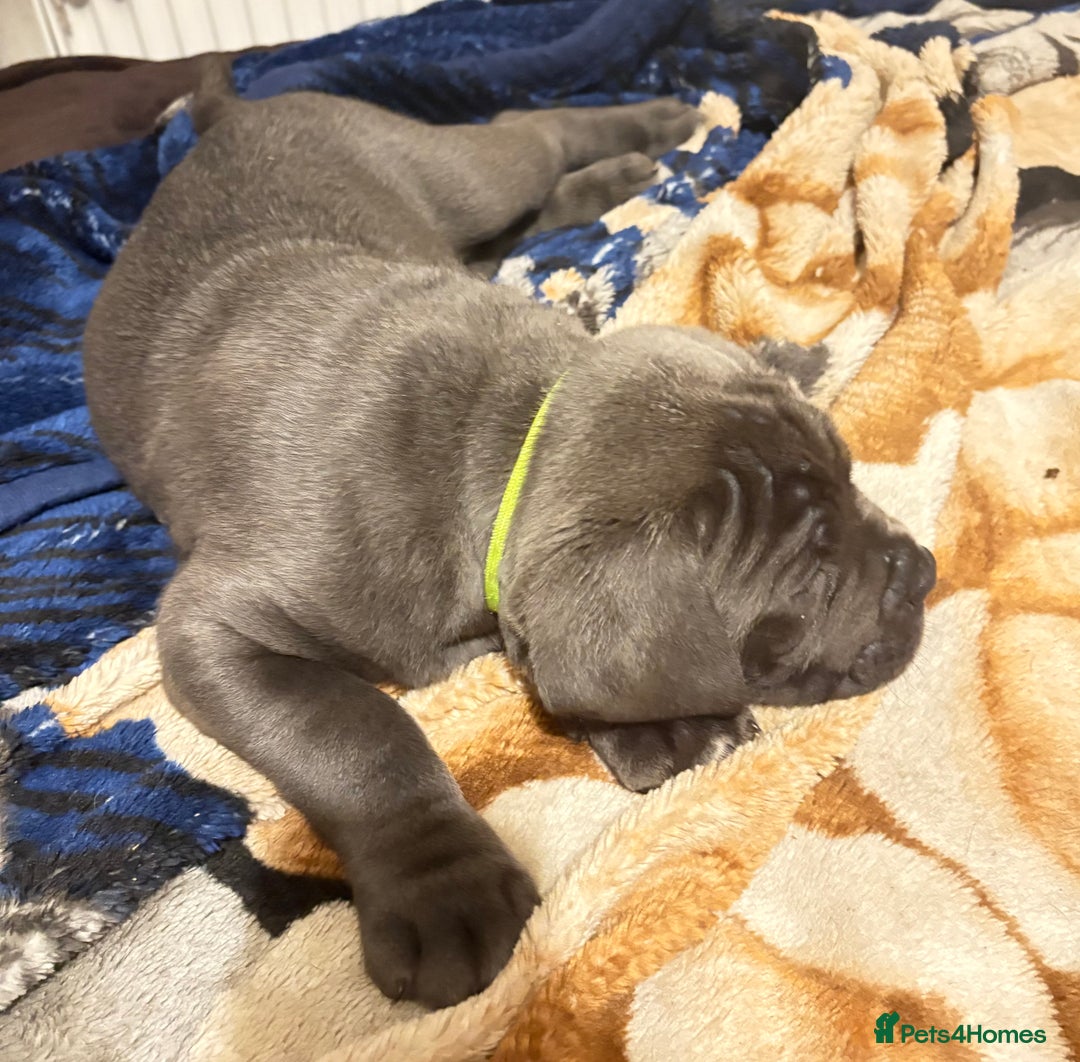 Cane Corso dogs for sale:  Pure breed Cane Corso  Puppies Looking for Homes  - Image 19