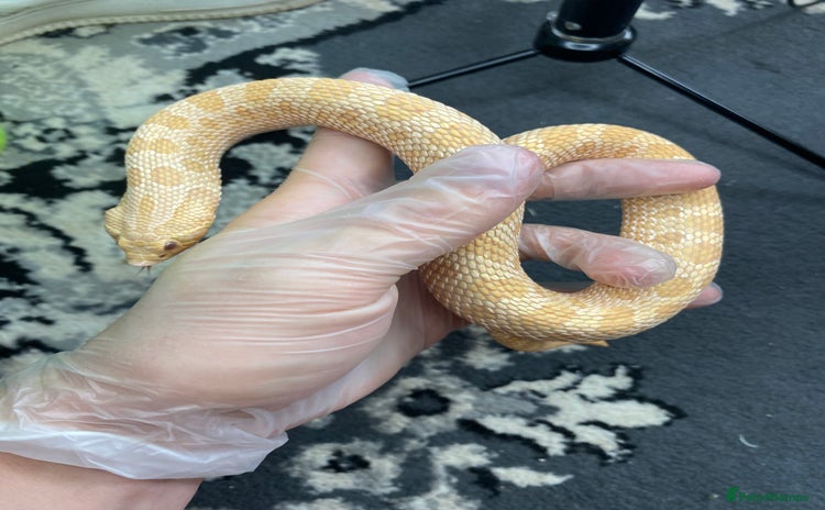Snake reptiles - Advert 1