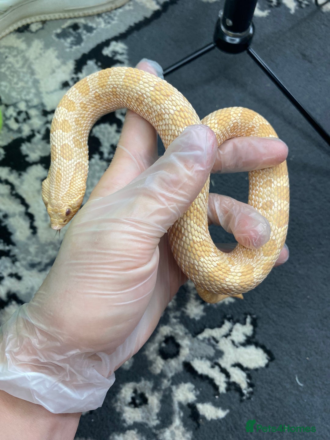 Snake reptiles for sale: Albino Western Hognose male  - Image 1