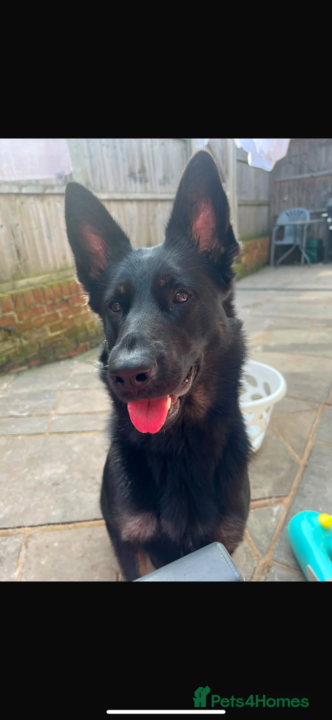 German Shepherd dogs for sale: Willow-3 year old German shepherd - Advert 6