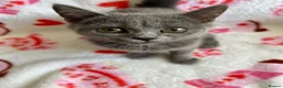 British Shorthair cats for sale: Beautiful British short hair x Russian blue  in Croydon - Advert 21