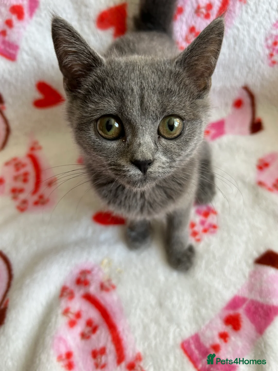 British Shorthair cats for sale: Beautiful British short hair x Russian blue  in Croydon - Advert 21