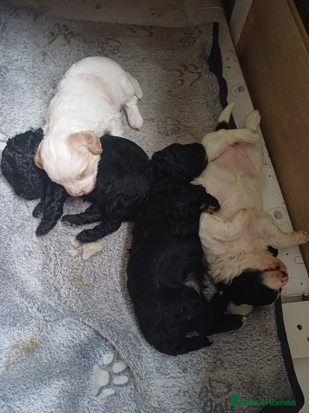 Mixed Breed dogs for sale: Cavapoo puppies available before  **   - Advert 4