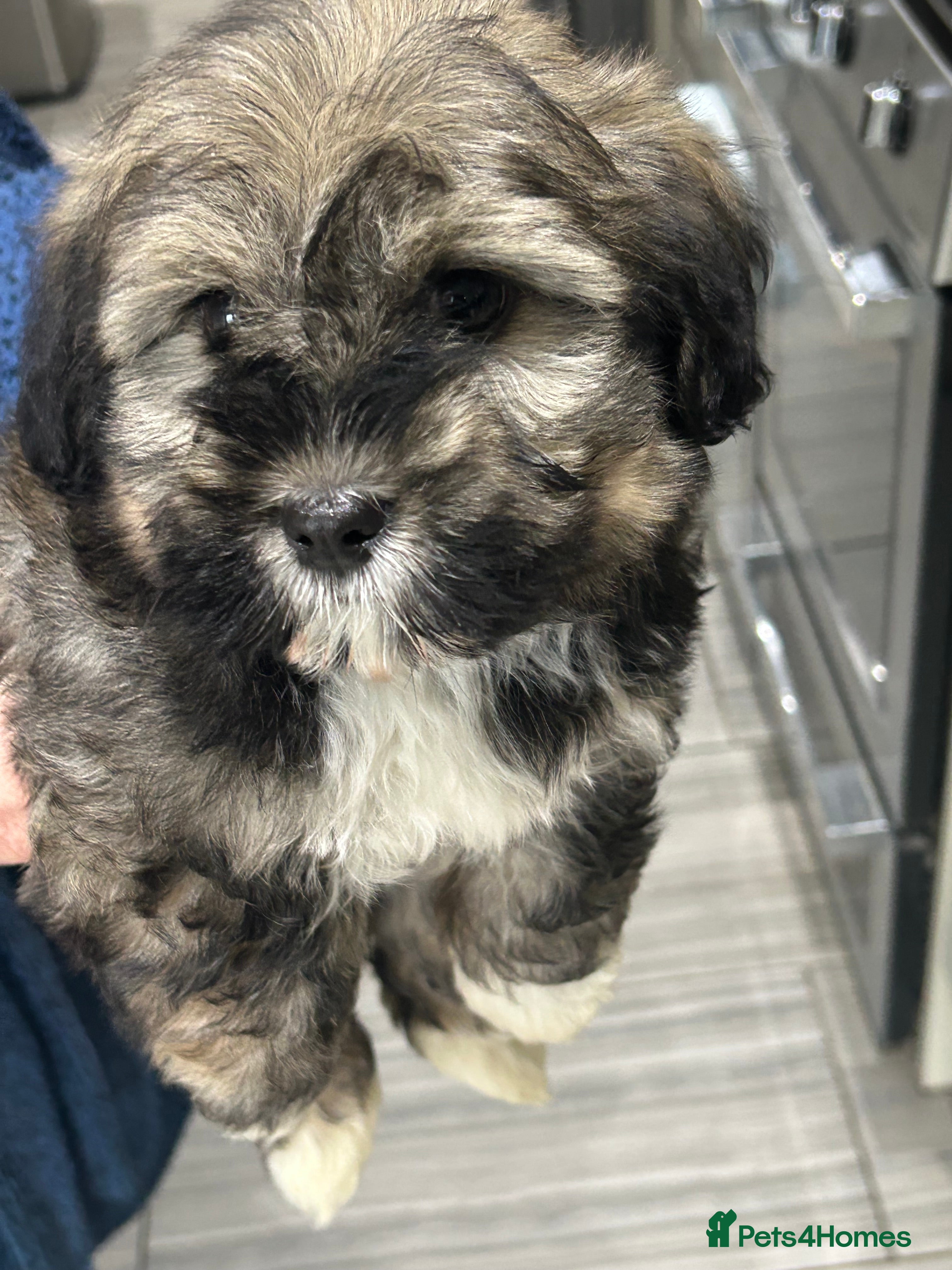 Havanese dogs KC Registered Havanese Puppies  - Advert 2