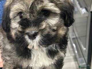 Havanese dogs KC Registered Havanese Puppies - Advert 2