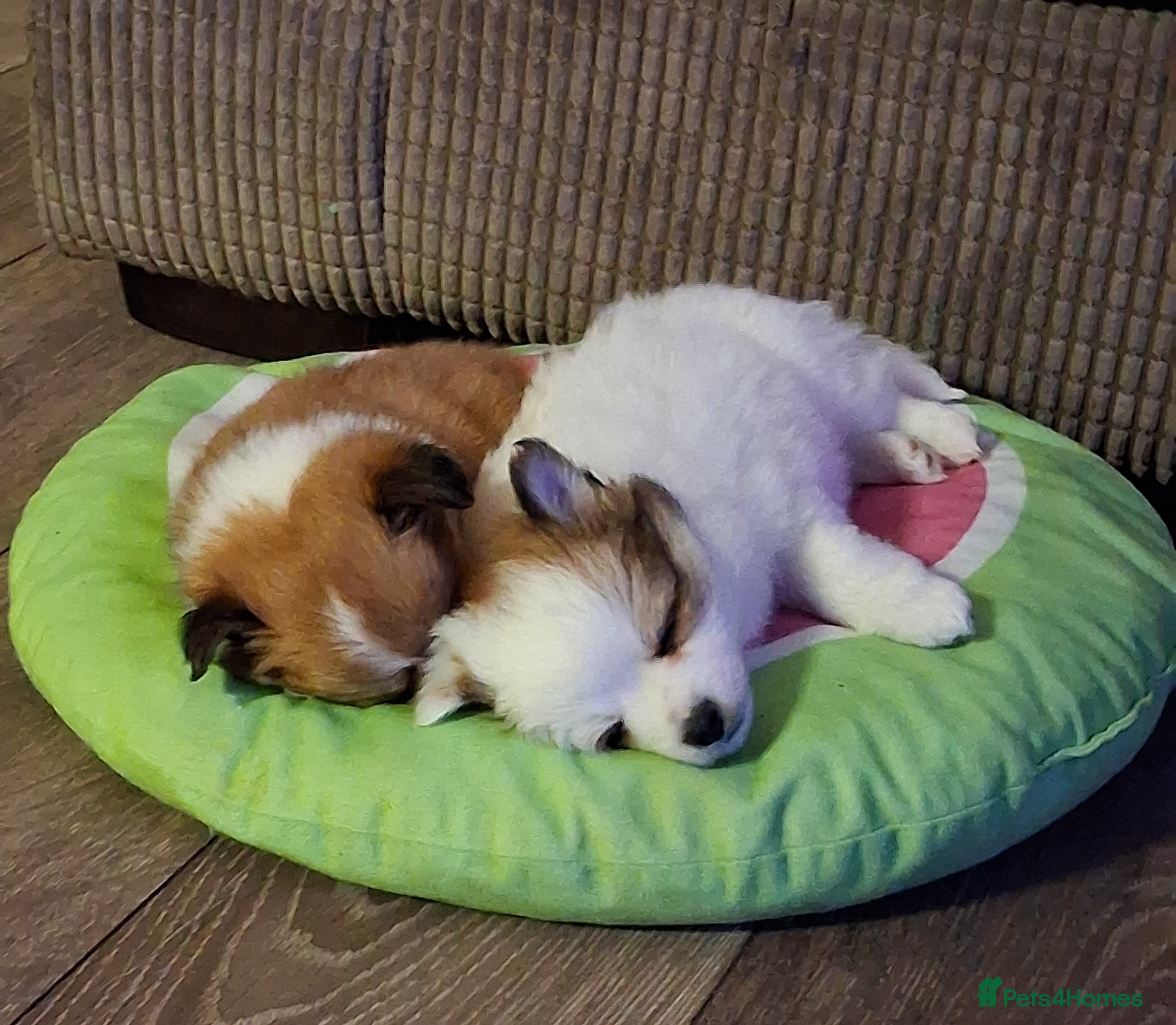 Pomchi dogs Pomchi puppies - Advert 16