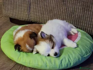 Pomchi dogs Pomchi puppies - Advert 16