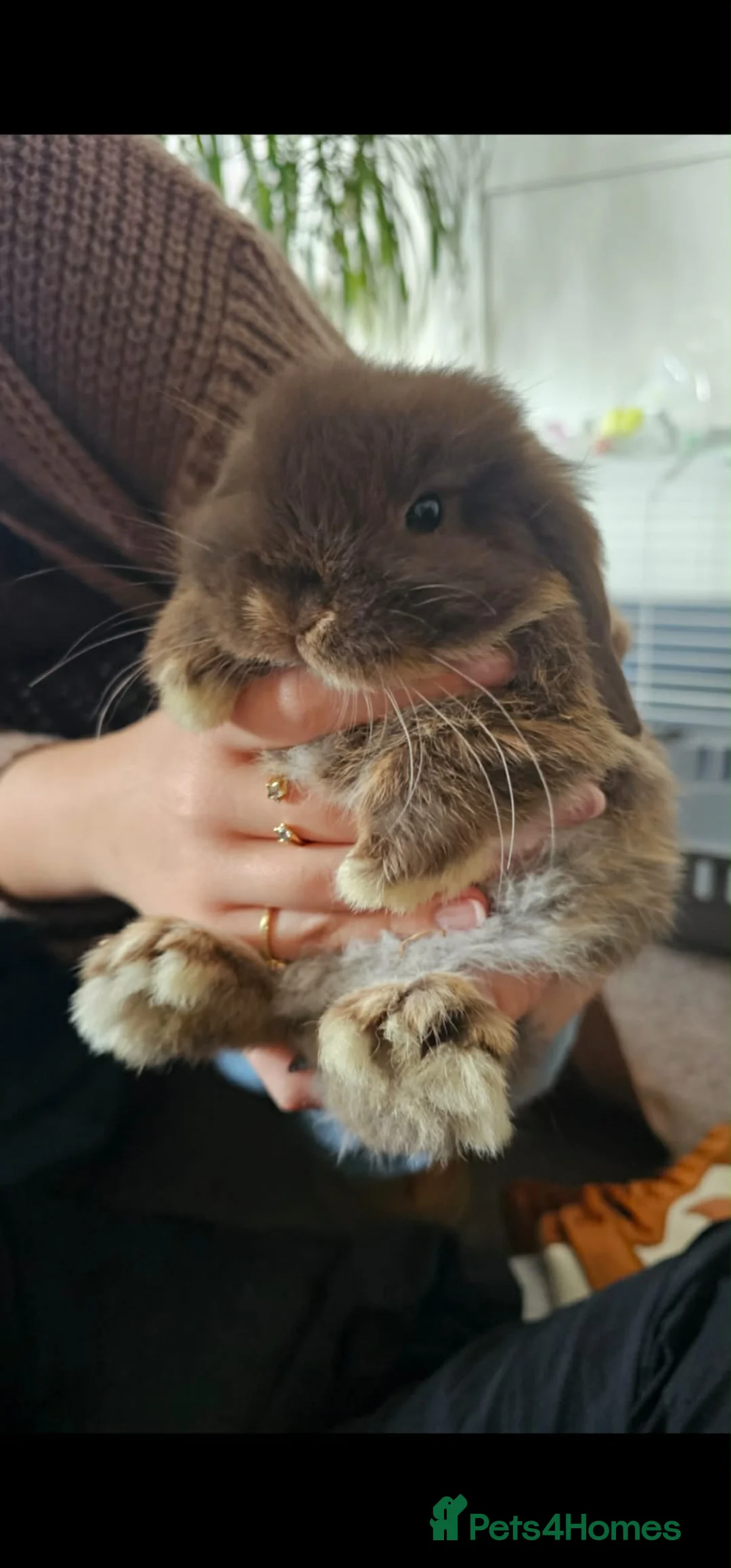 Mini Lop rabbits for sale: Mini Lop - Advert 1