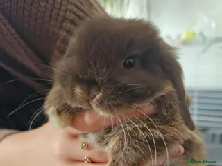 Mini Lop rabbits Mini Lop - Advert 3