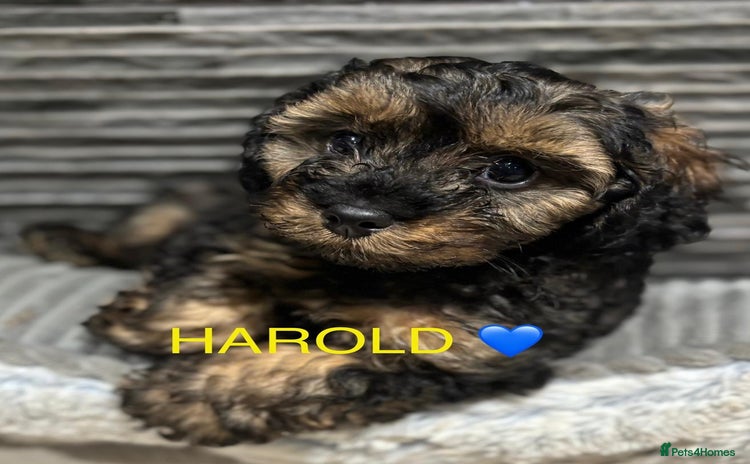 Cavapoo dogs - Advert 3