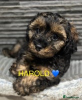 Cavapoo dogs - Advert 2