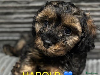 Cavapoo dogs - Advert 1