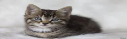 Mixed Breed cats for sale: Happy Healthy Tabby Kittens  - Advert 9
