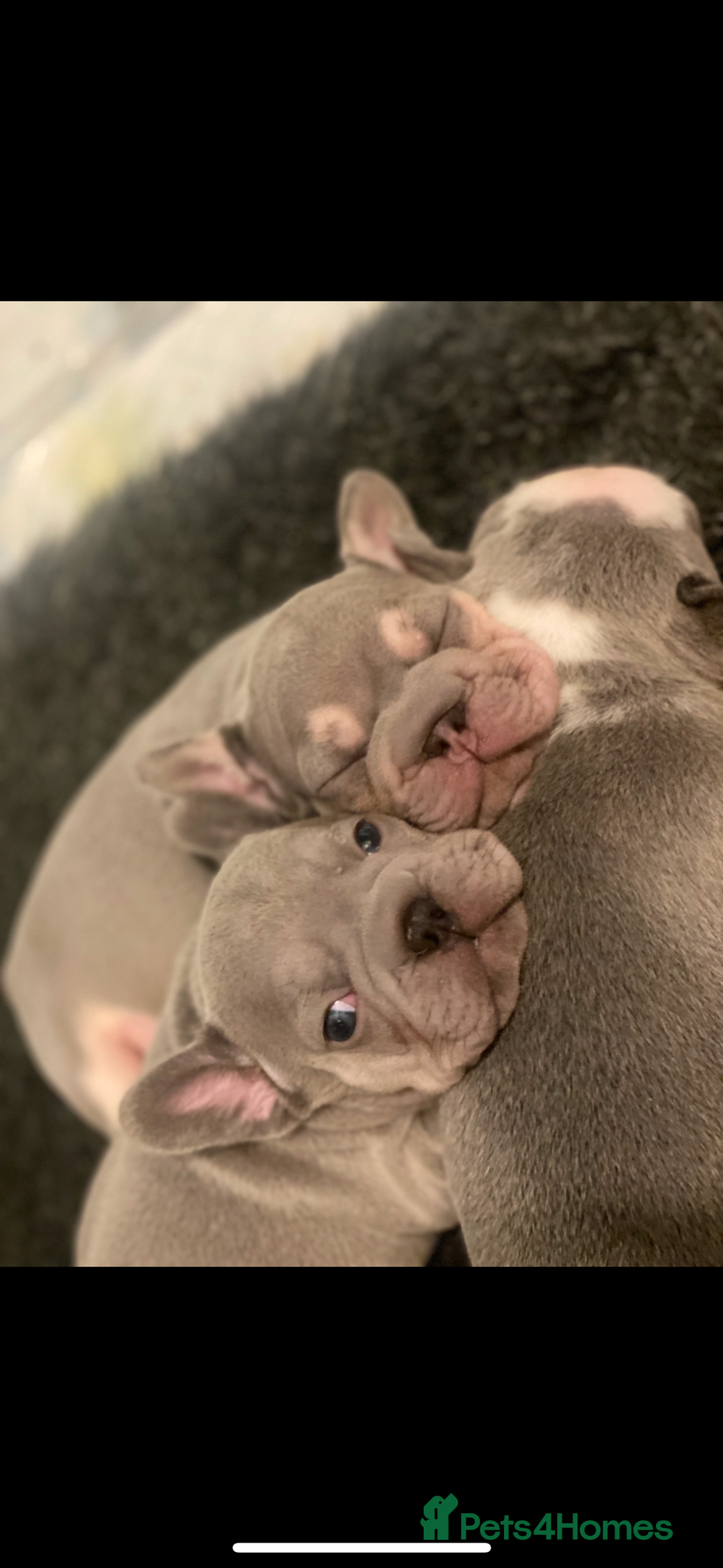 French Bulldog dogs for sale: Original X big rope French bulldogs - Image 1