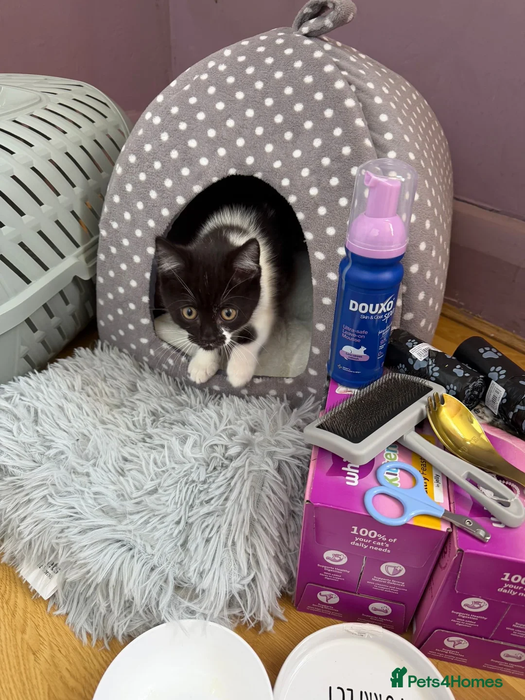 British Shorthair cats for sale: British short hair kitten  - Advert 13