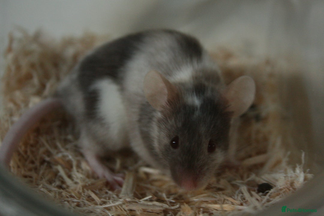 Mouse rodents for sale: 🐭 Neutered male mouse available for adoption🐭 - Advert 2