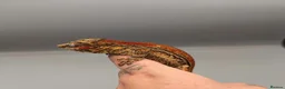 Gecko reptiles for sale: Proven red stripe gargoyle gecko male - Advert 5