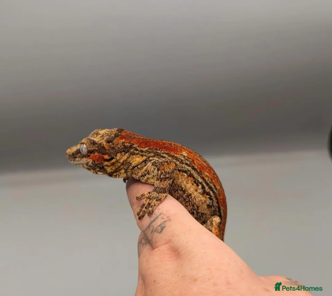 Gecko reptiles for sale: Proven red stripe gargoyle gecko male - Advert 5