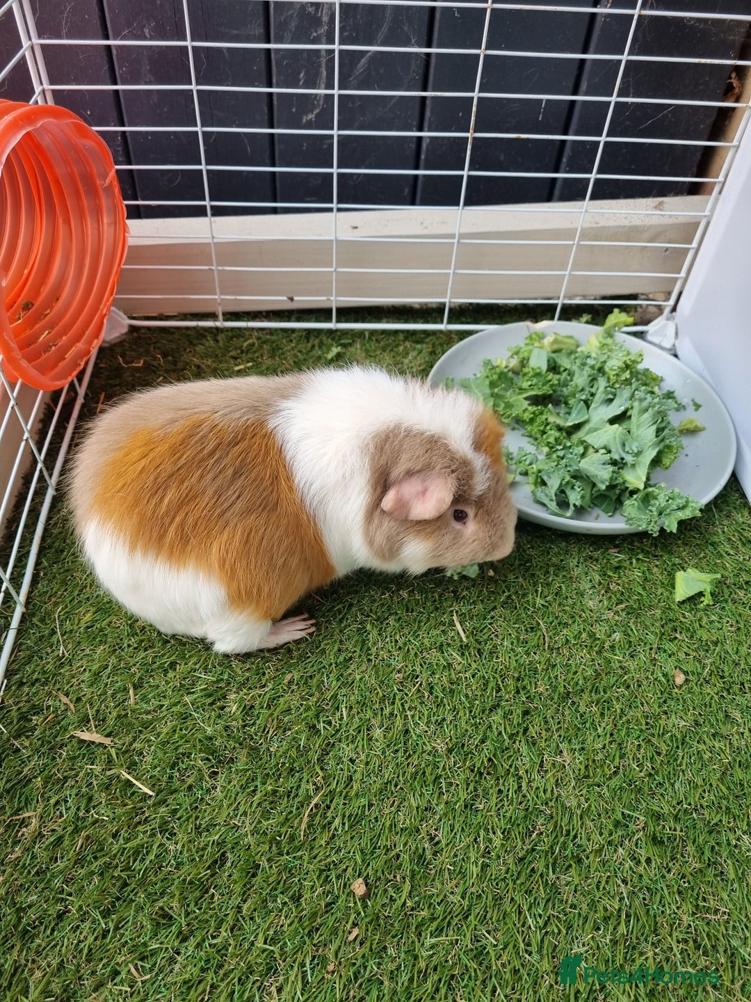 Guinea Pig rodents for sale: Male Guinea Pigs - Image 7