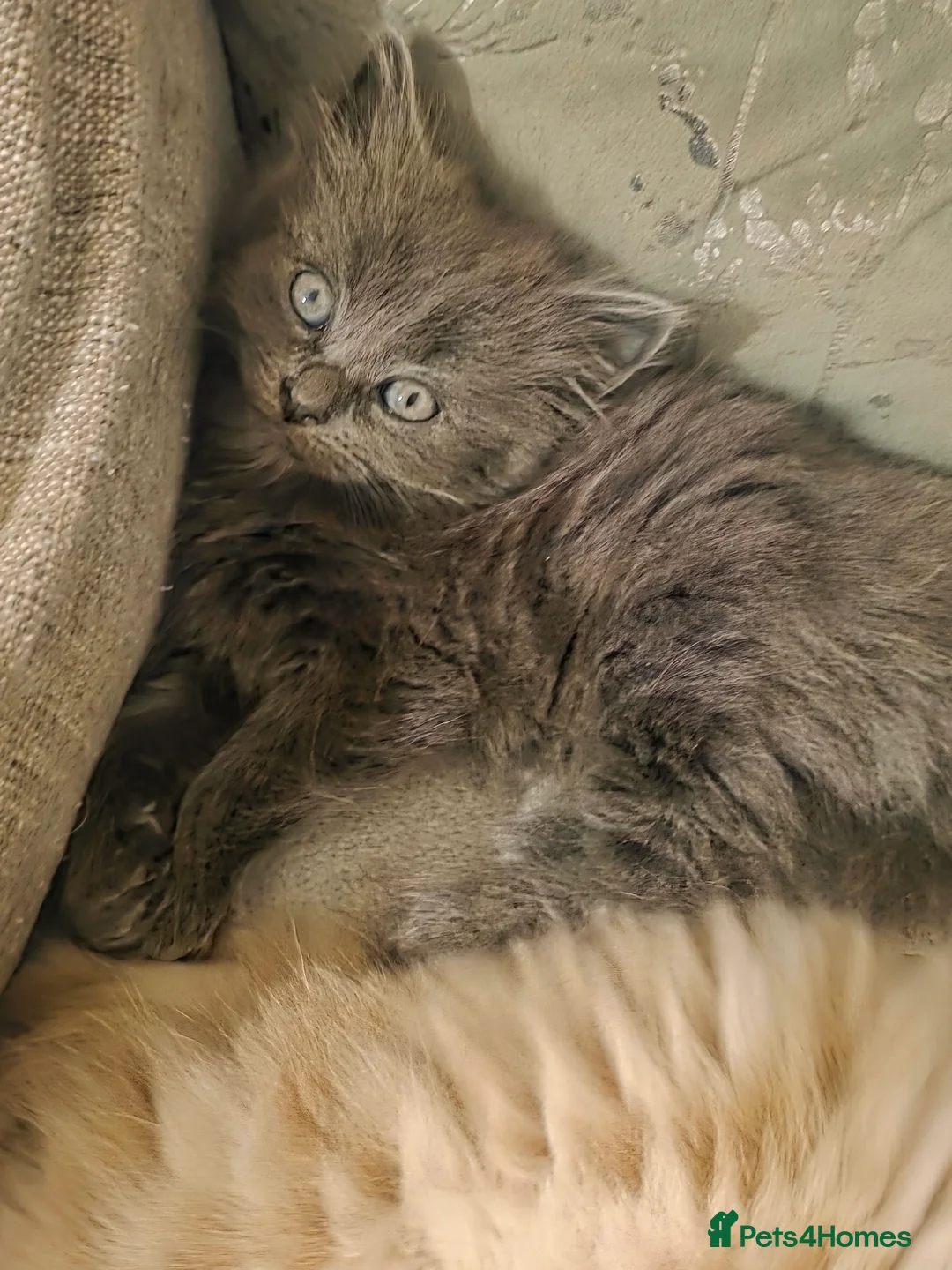 Maine Coon cats for sale: One  maincoone female - Advert 3