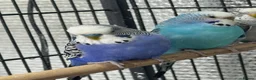 Budgerigars birds for sale: Beautiful 🤩 budgies pair of split bf  - Advert 2