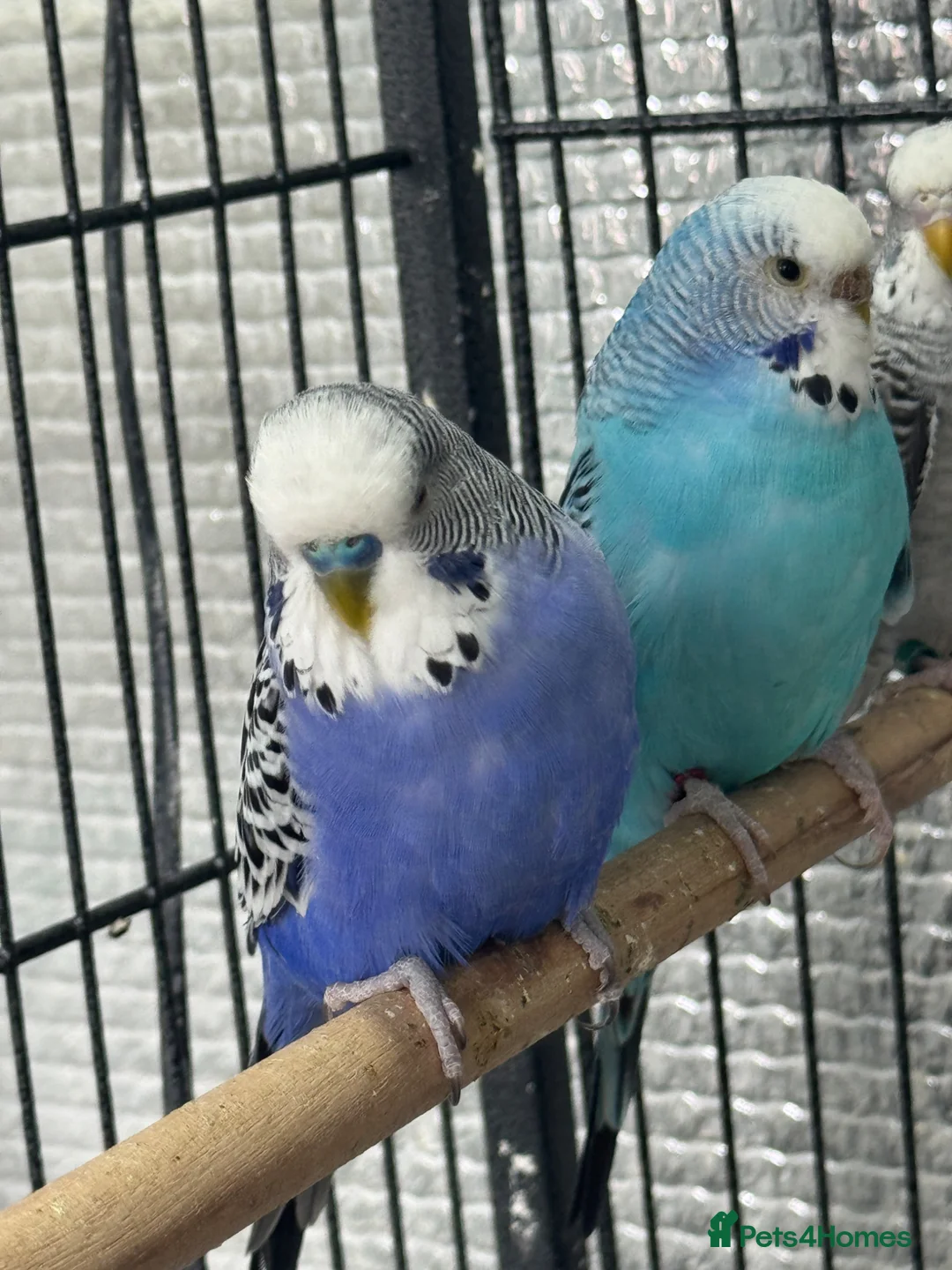 Budgerigars birds for sale: Beautiful 🤩 budgies pair of split bf  - Advert 2