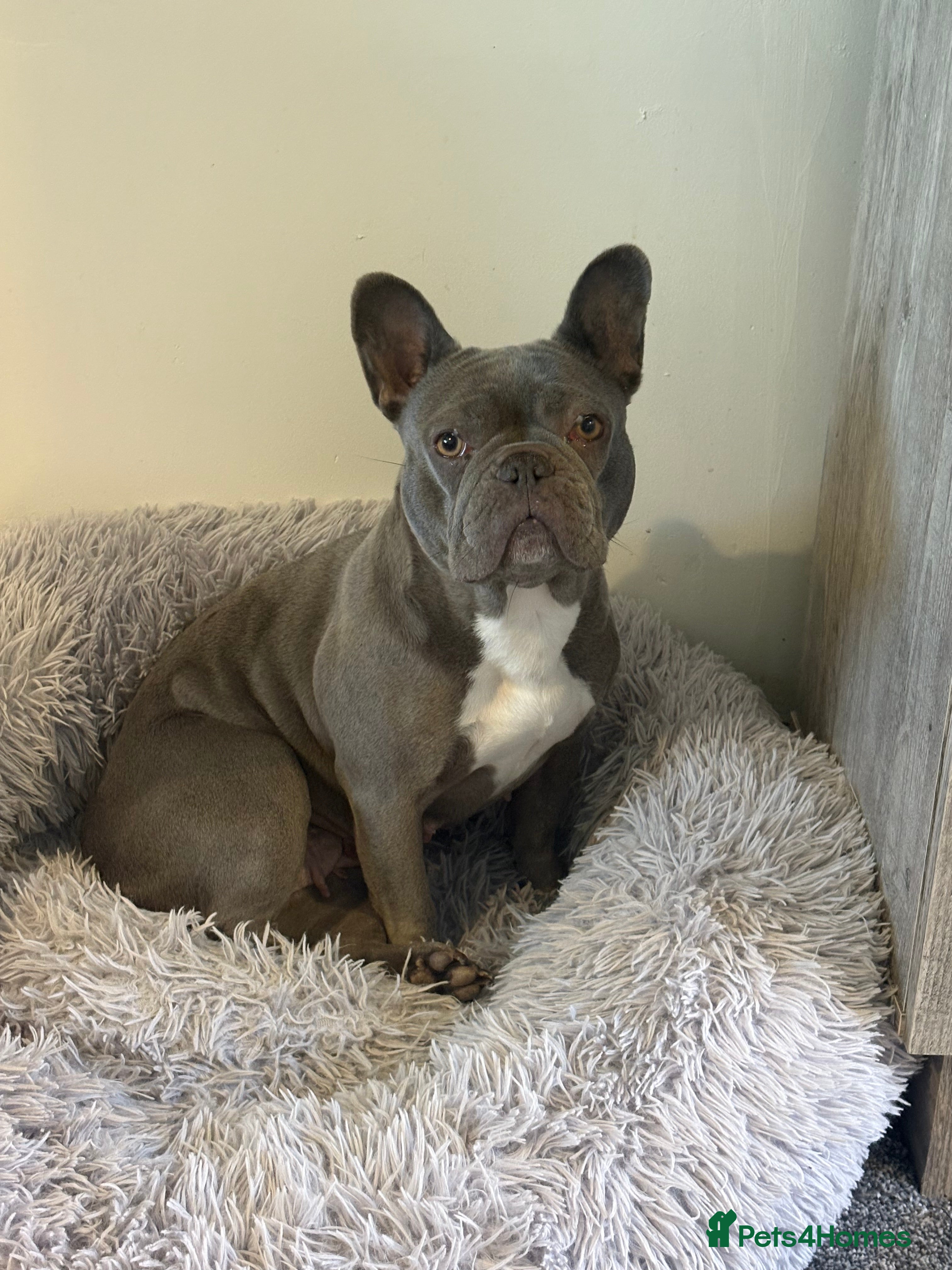 French Bulldog dogs Blue frenchie girl  - Advert 3