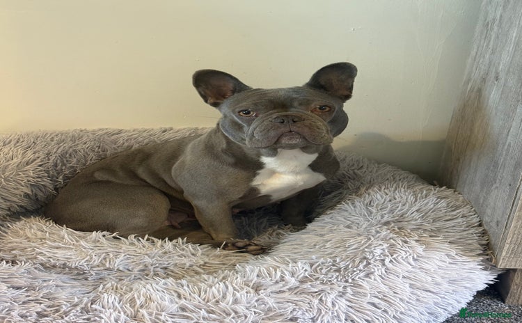 French Bulldog dogs - Advert 1