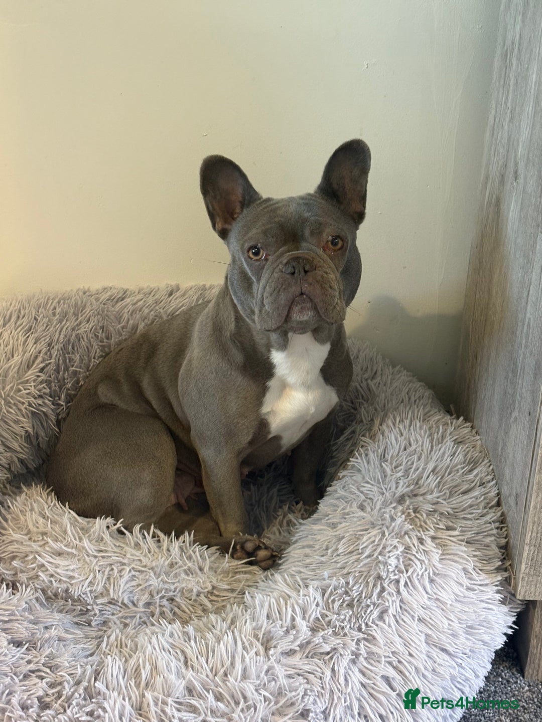 French Bulldog dogs for sale: Blue frenchie girl  - Image 1
