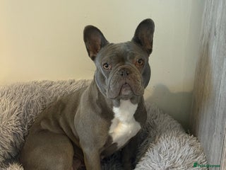 French Bulldog dogs - Advert 4