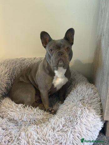 French Bulldog dogs - Advert 5