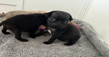 Pug dogs - Advert 14