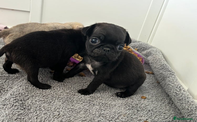 Pug dogs - Advert 2