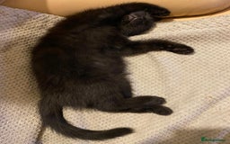 Mixed Breed cats for adoption: Rescue kittens bonded pair of girls abandoned - Image 2