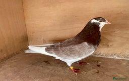 Pigeons birds for sale: Lovely Roller Pigeons For Sale  - Image 8