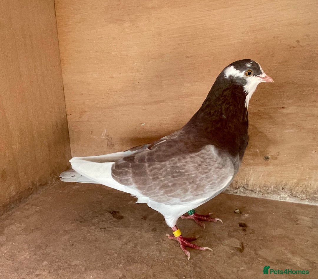 Pigeons birds for sale: Lovely Roller Pigeons For Sale  - Image 8