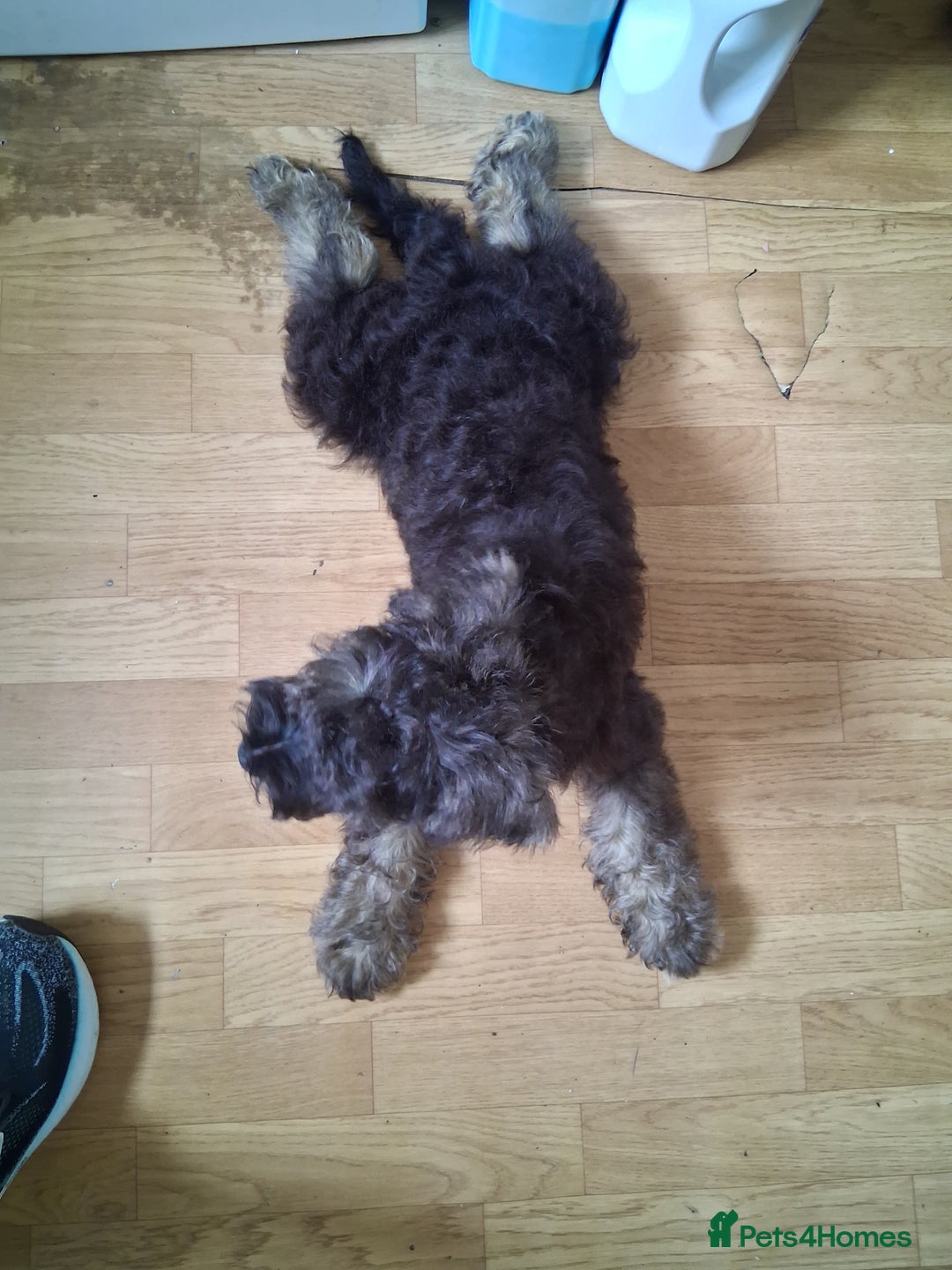 Miniature Schnauzer dogs for sale: Adorable Miniature Schnauzer Puppies for Sale - Image 8