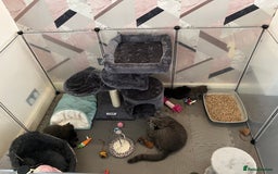 British Shorthair cats for sale: British Shorthair X Ragdoll - Image 10