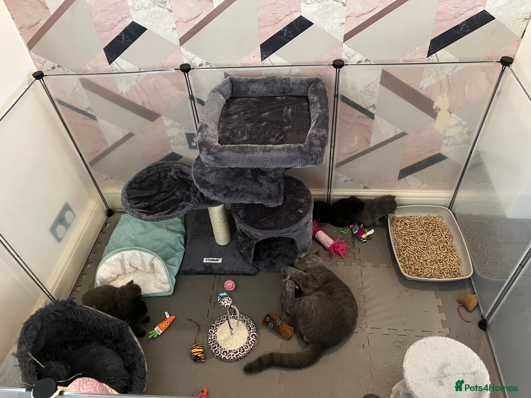 British Shorthair cats for sale: British Shorthair X Ragdoll - Image 10