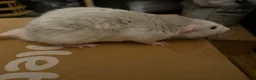 Rat rodents for sale: BEAUTIFUL BABY TAME RATS  - Advert 11